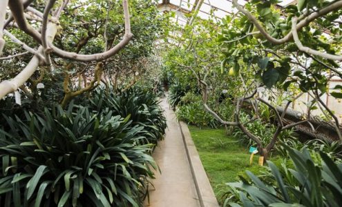 Jak efektywnie wykorzystać tunele ogrodowe do ochrony roślin?
