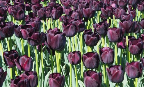 Czy można znaleźć zatrudnienie na produkcji w kraju tulipanów nie znając języka?